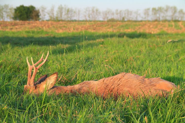 őzbak vadászat, Cigánd
